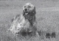 Setter Anglais OLAF DEI TRE PONTI Setter Anglais OLAF DEI TRE PONTI